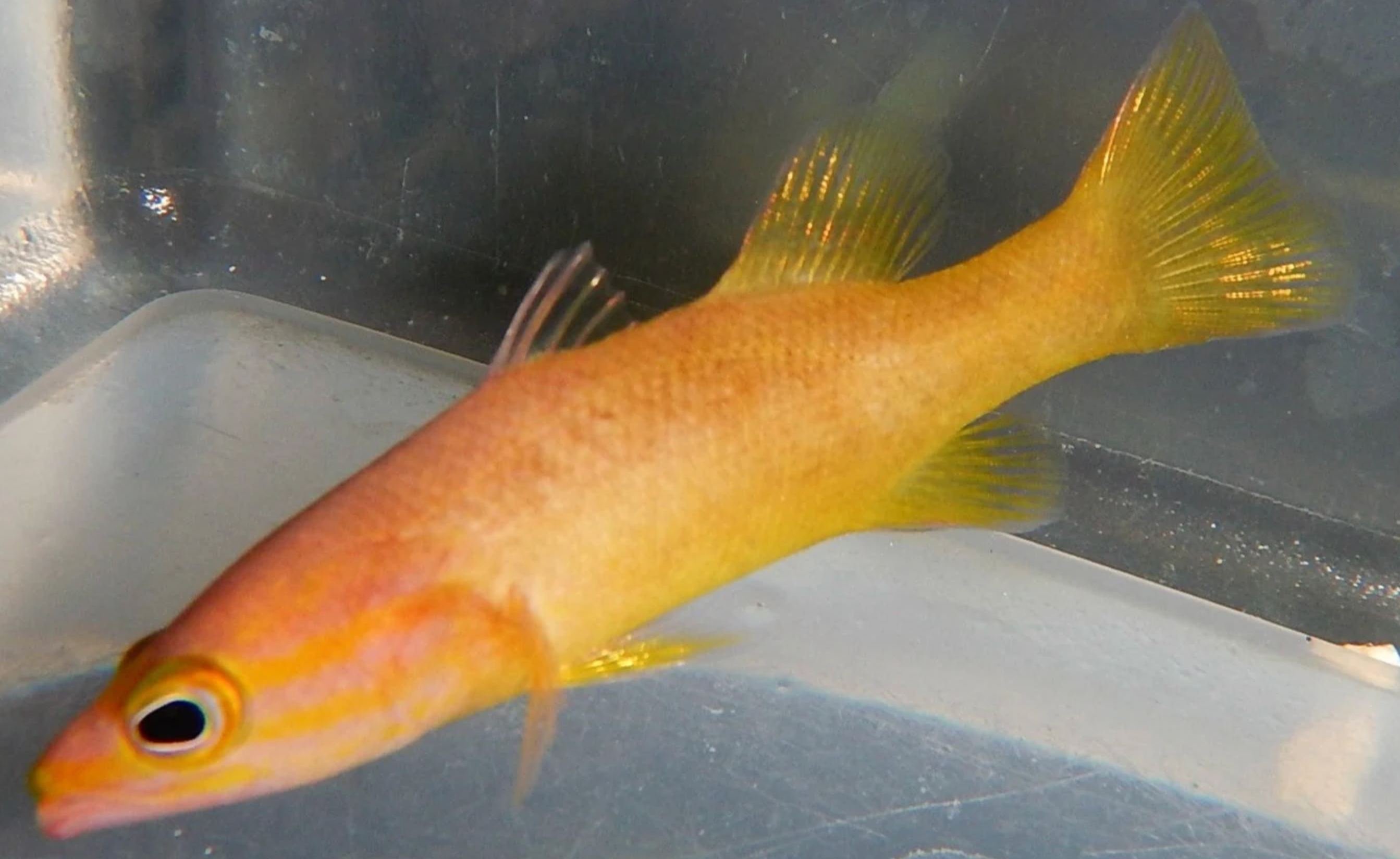 (SPECIAL ORDER) Sunrise Basslet