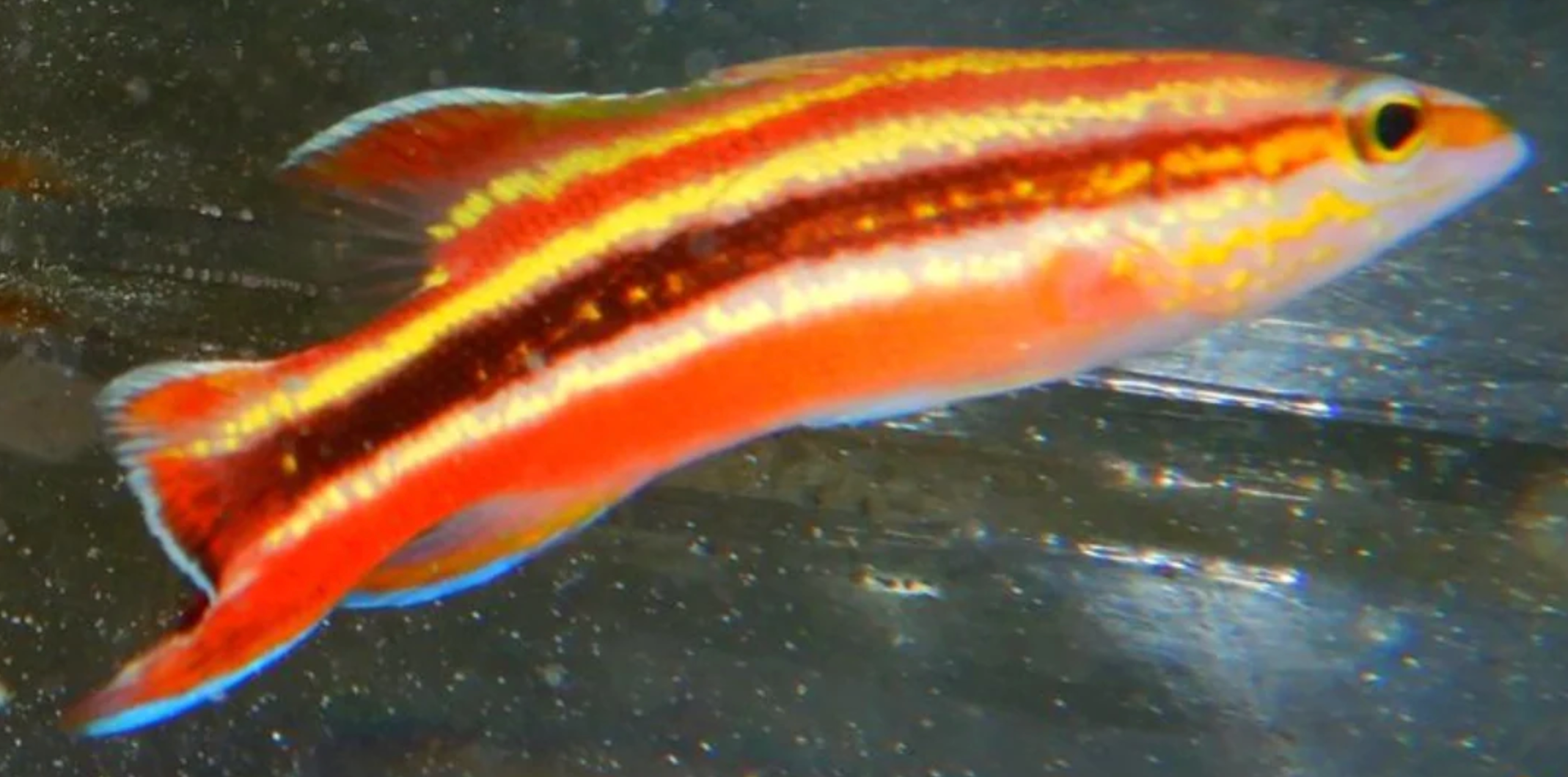 (SPECIAL ORDER) Rainbow Basslet