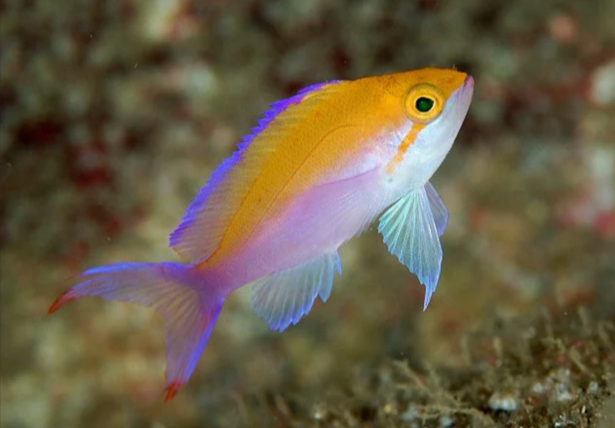 (SPECIAL ORDER) Bicolor Anthias (EXPERT ONLY