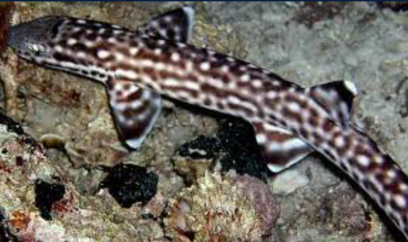 (SPECIAL ORDER) Coral Catshark (EXPERT ONLY)