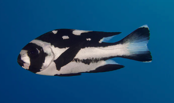 (SPECIAL ORDER) Macolor Snapper