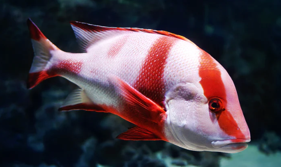 (SPECIAL ORDER) Emperor Snapper