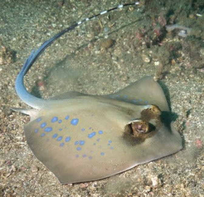 (SPECIAL ORDER) Blue Spot Stingray: Diamond (EXPERT ONLY)