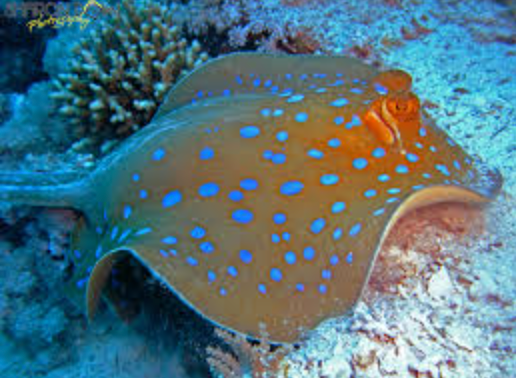 (SPECIAL ORDER) Blue Spot Stingray: Round (EXPERT ONLY)