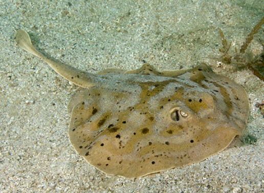 (SPECIAL ORDER) Cortez Ray (EXPERT ONLY)