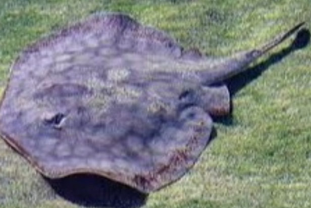 (SPECIAL ORDER) California Round Ray (EXPERT ONLY)
