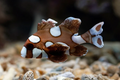 Spotted Sweetlips