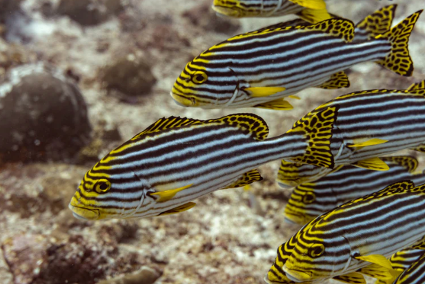 (SPECIAL ORDER) Oriental Sweetlips