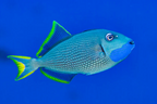 (SPECIAL ORDER) Blue Throat Trigger