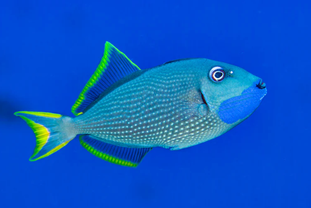 (SPECIAL ORDER) Blue Throat Trigger