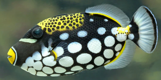 (SPECIAL ORDER) Clown trigger