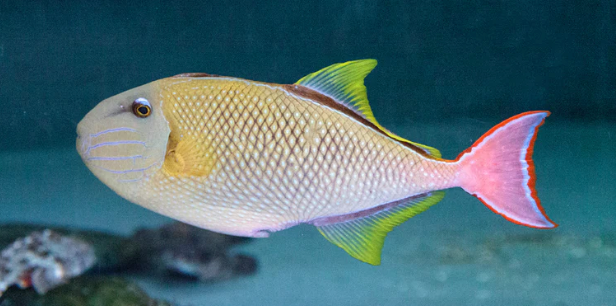 (SPECIAL ORDER) Crosshatch trigger