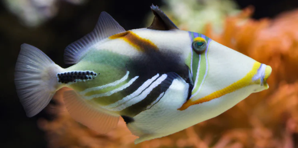 (SPECIAL ORDER) Humuhumu trigger