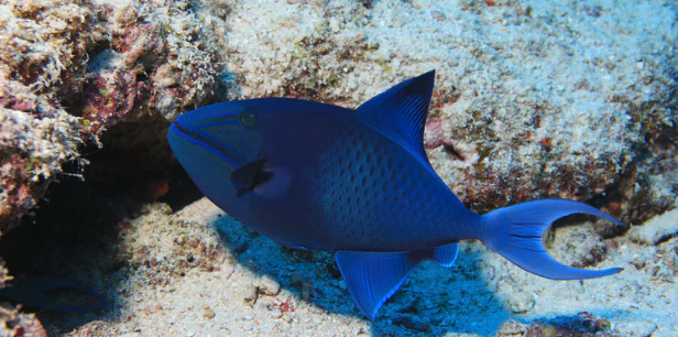 (SPECIAL ORDER) Niger trigger