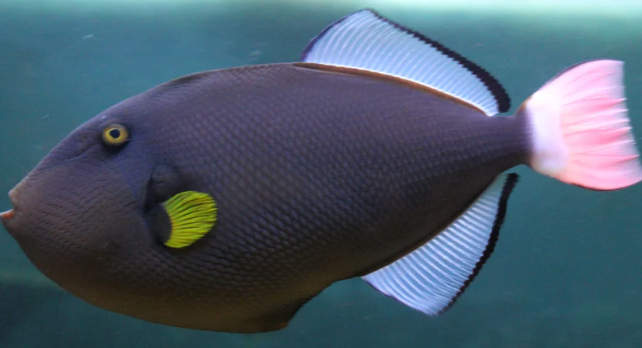 (SPECIAL ORDER) PINKTAIL TRIGGER