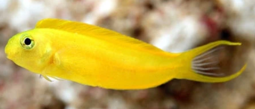 (SPECIAL ORDER) Canary Blenny