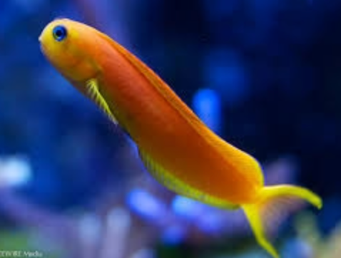 (SPECIAL ORDER) Midas Blenny