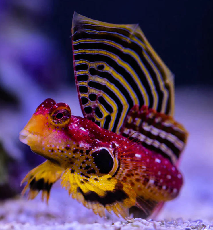 (SPECIAL ORDER) Ruby Red Dragonette (EXPERT ONLY)