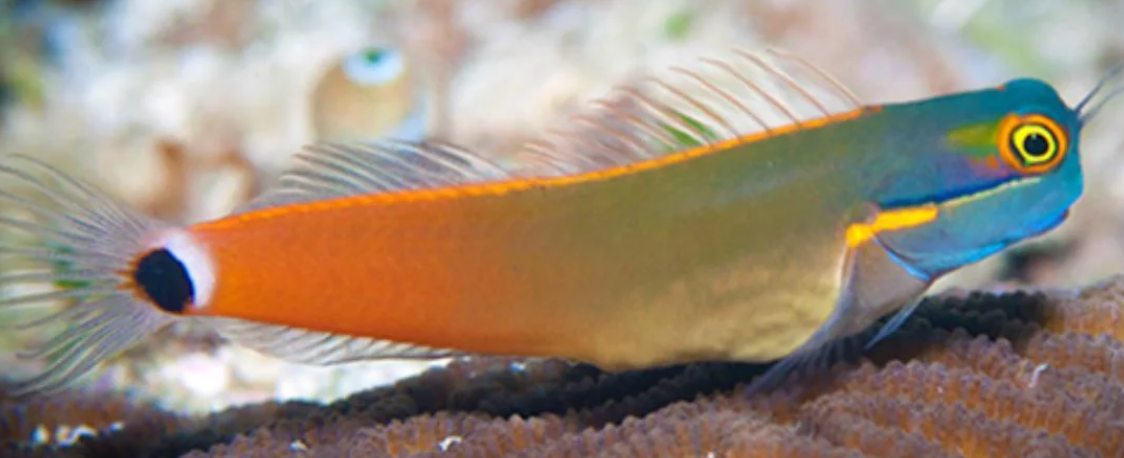 (SPECIAL ORDER) Tailspot Blenny