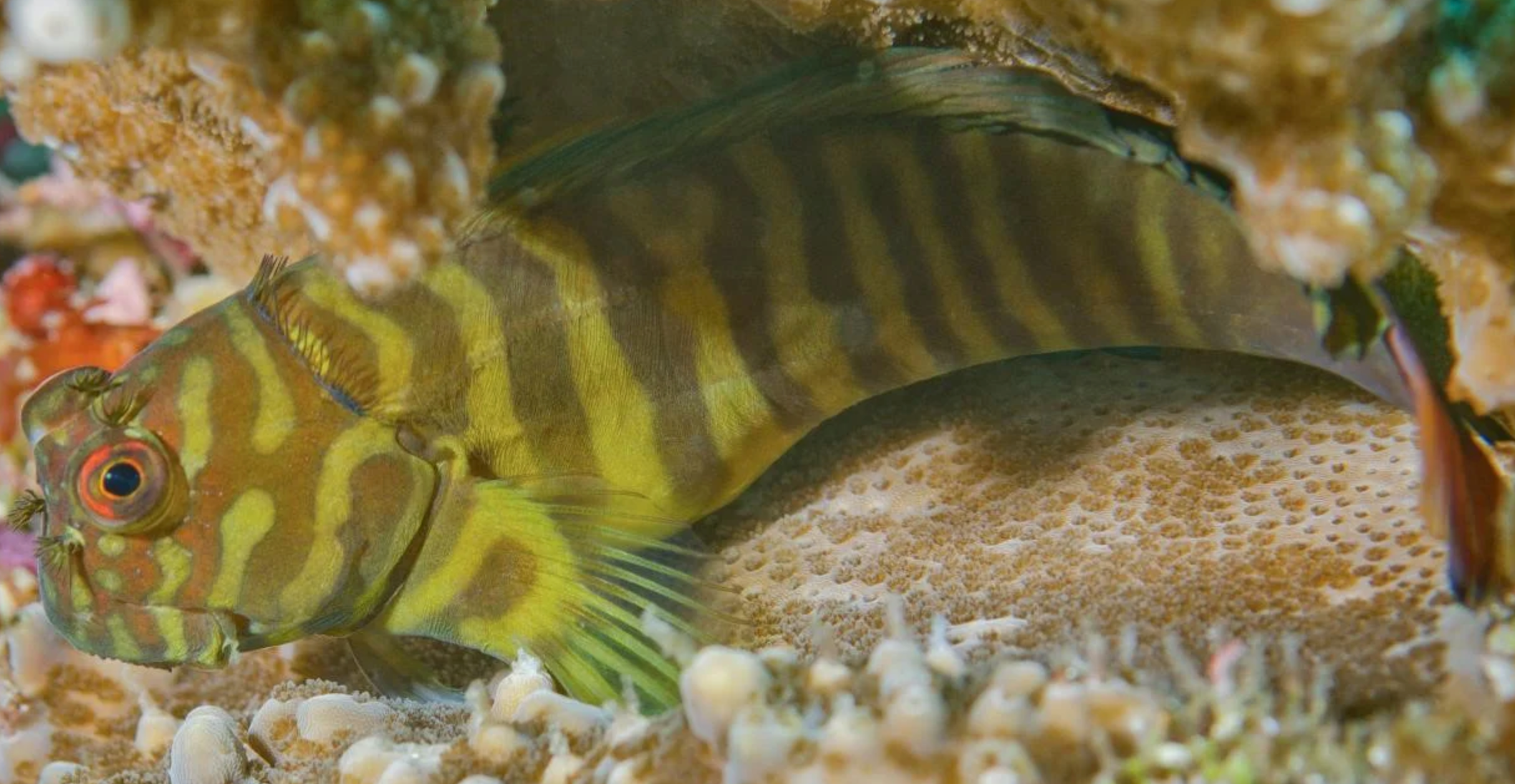(SPECIAL ORDER)  Chestnut Blenny