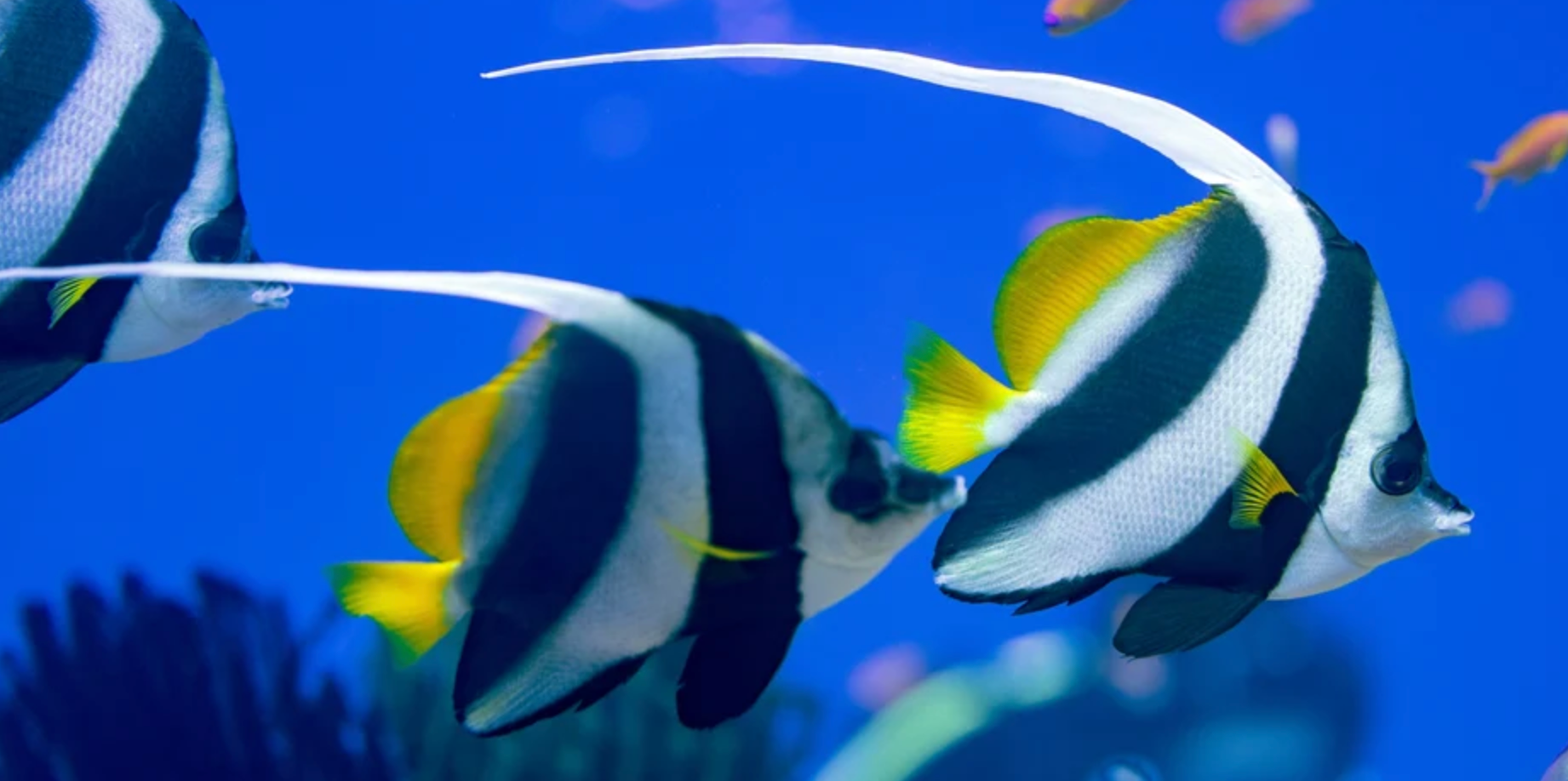 (SPECIAL ORDER) Black & White Heniochus (EXPERT ONLY)