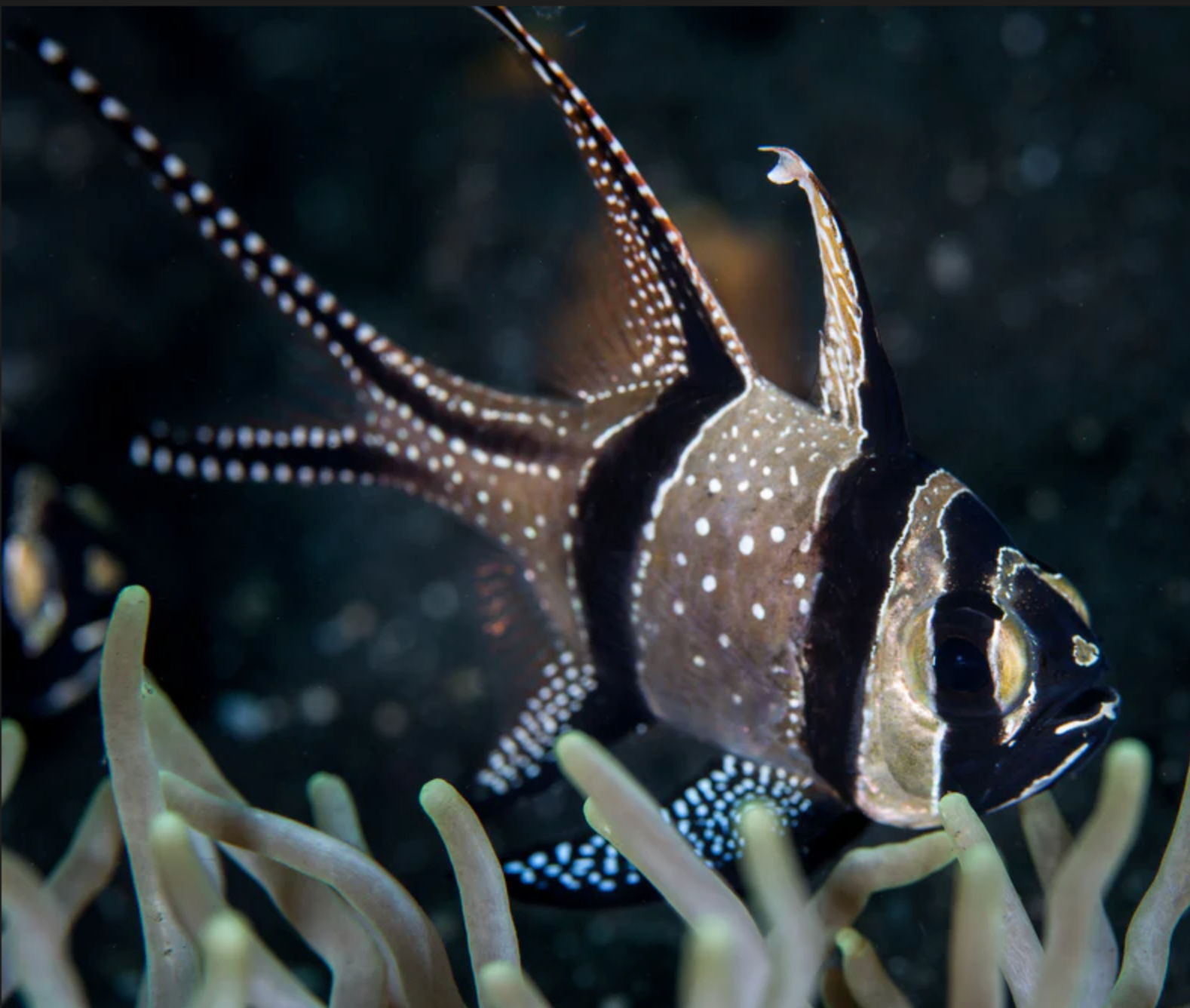 (SPECIAL ORDER) Banner (Bangaii) Cardinal