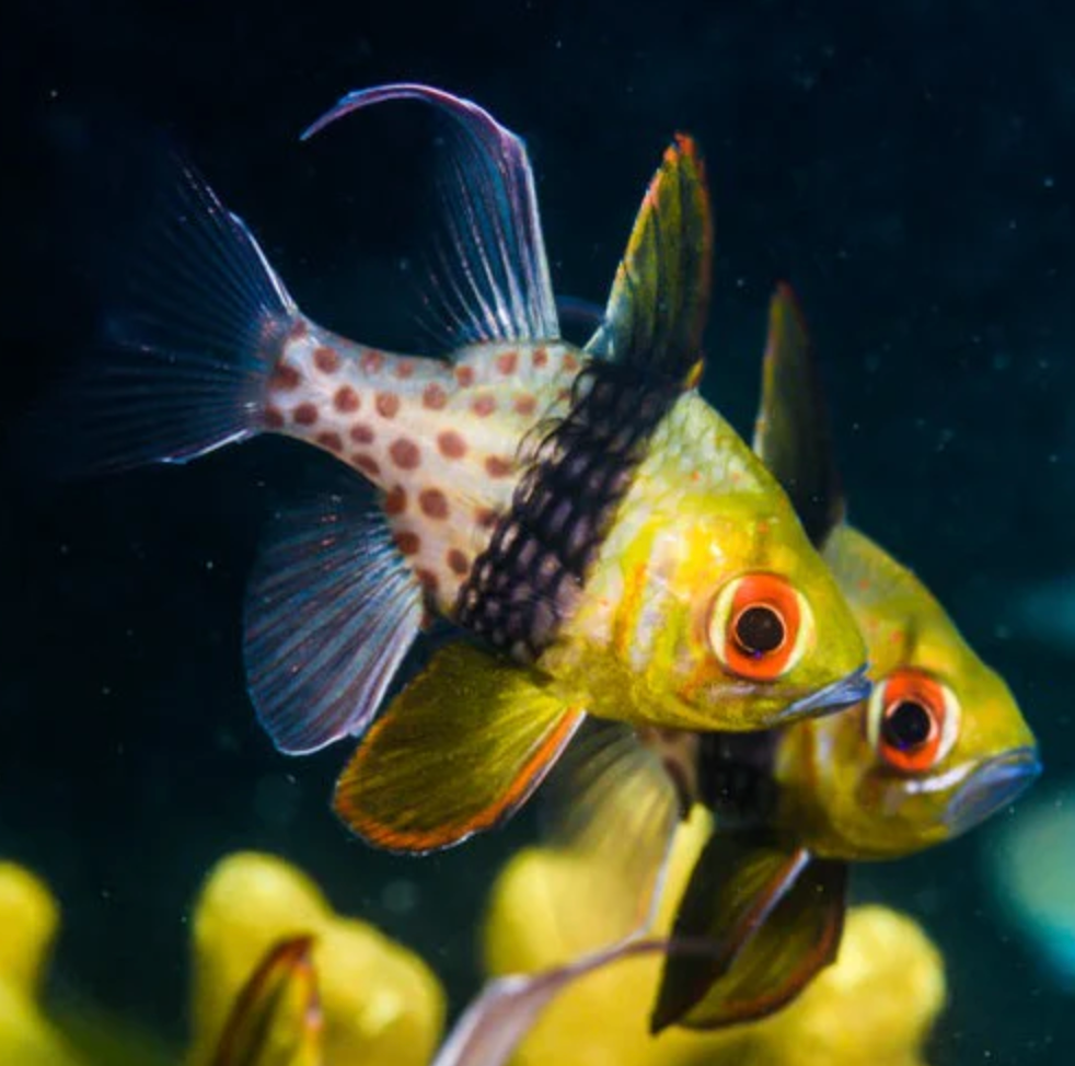 (SPECIAL ORDER) Pajama Cardinalfish