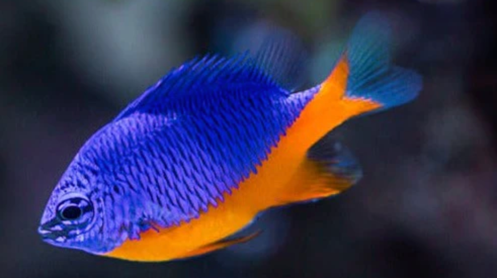 (SPECIAL ORDER) Azure Blue Damsel