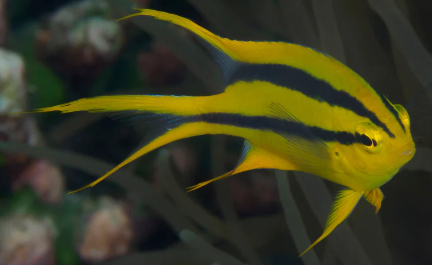 (SPECIAL ORDER) Black & Gold Damsel