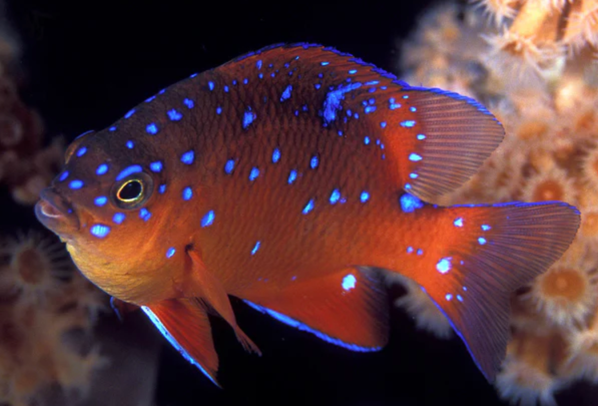 (SPECIAL ORDER) Garibaldi Damsel