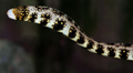 (SPECIAL ORDER) Snowflake Eel
