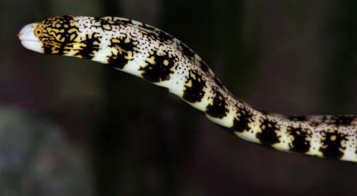 (SPECIAL ORDER) Snowflake Eel