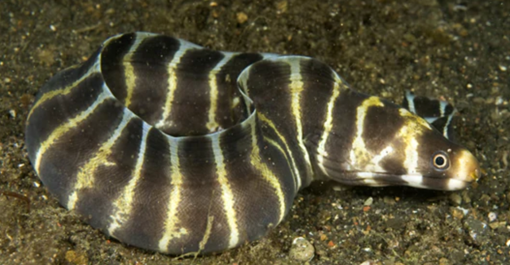 (SPECIAL ORDER) Banded Moray Eel