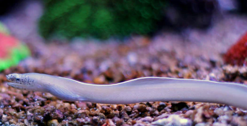 (SPECIAL ORDER) Ghost Ribbon Eel