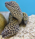 (SPECIAL ORDER) Tesselata Eel