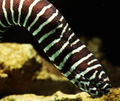 (SPECIAL ORDER) Zebra Moray Eel