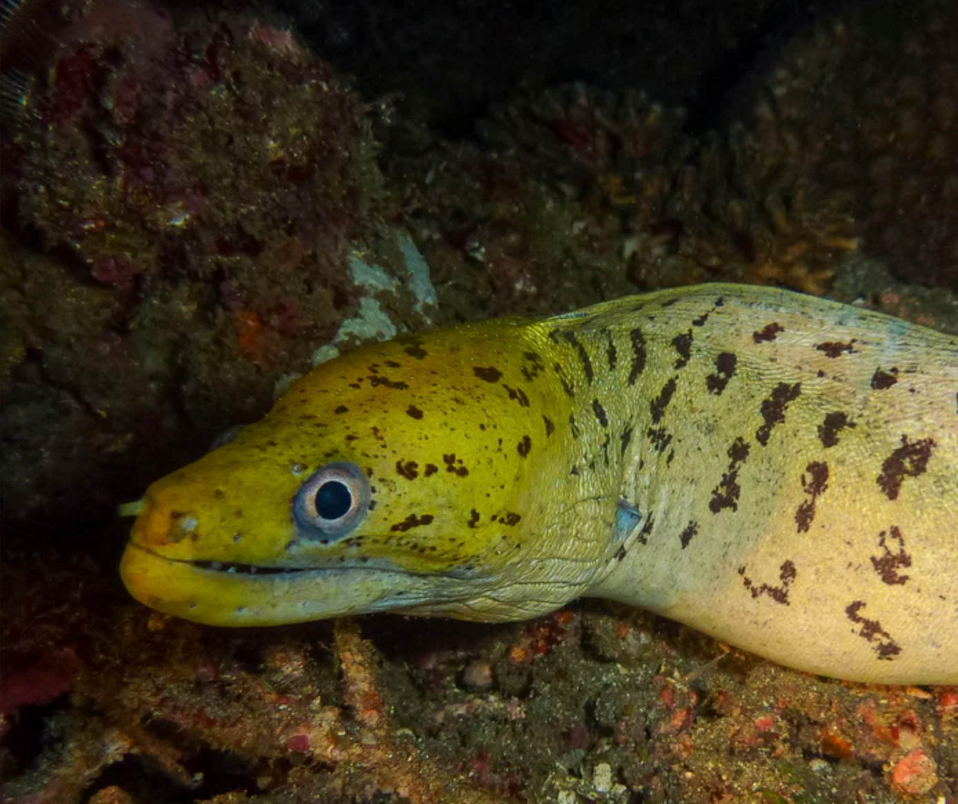 (SPECIAL ORDER) Undulated Moray