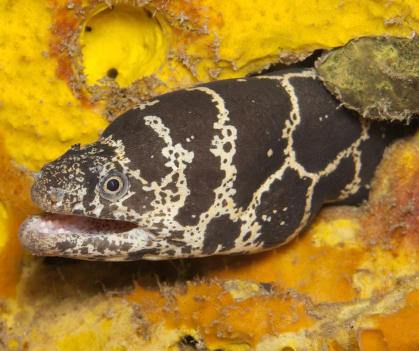 (SPECIAL ORDER) Chainlink Eel