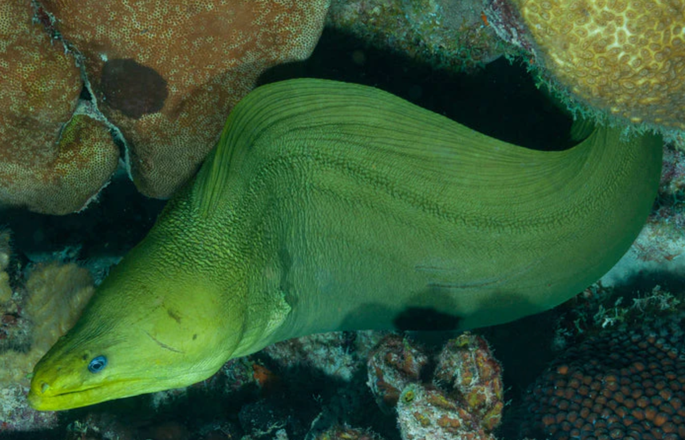 (SPECIAL ORDER) Green Moray Eel (EXPERT ONLY)