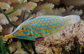(SPECIAL ORDER) Orangespot Filefish