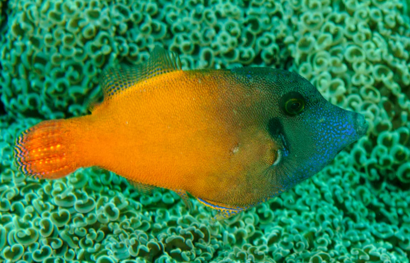 (SPECIAL ORDER) Flame FIle