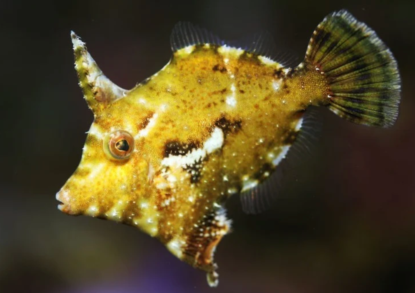 (SPECIAL ORDER) Aiptasia Eating Filefish