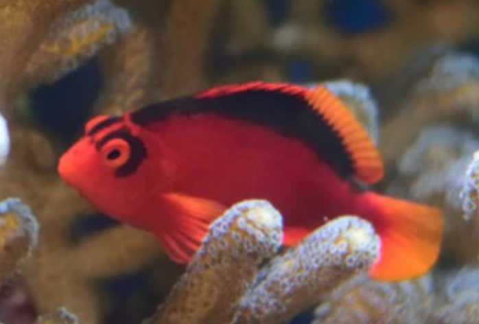 (SPECIAL ORDER) Flame hawkfish