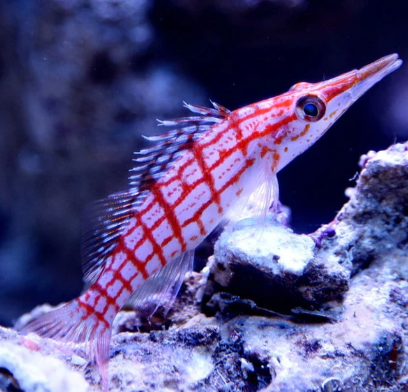 (SPECIAL ORDER) Longnose Hawkfish