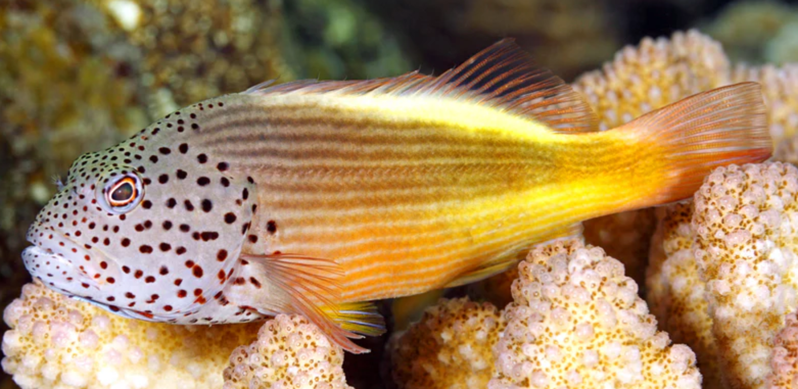 (SPECIAL ORDER) Freckled Hawkfish