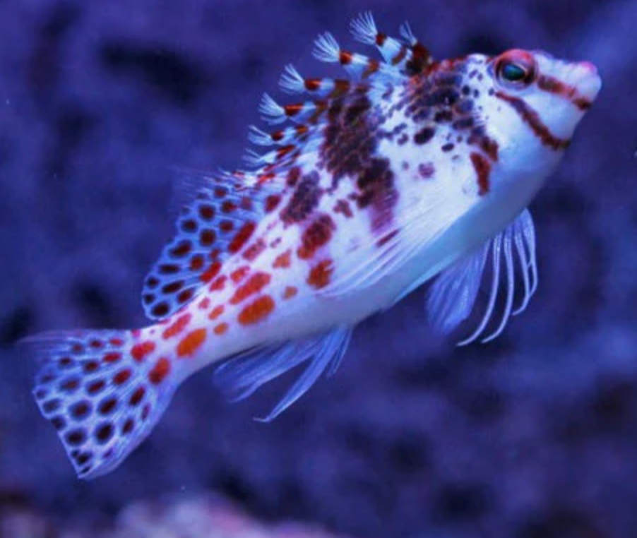 (SPECIAL ORDER) Falco Hawkfish