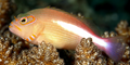(SPECIAL ORDER) Arc-Eye Hawkfish
