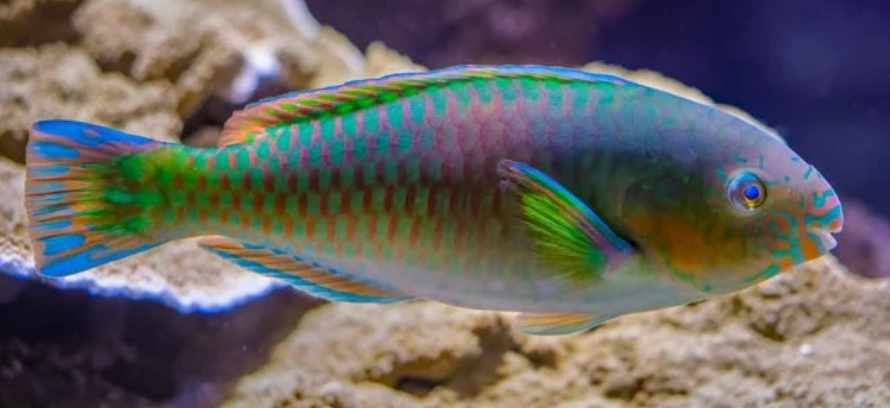 (SPECIAL ORDER) Quoy Parrot