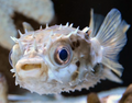 (SPECIAL ORDER) Burr Puffer (EXPERT ONLY)