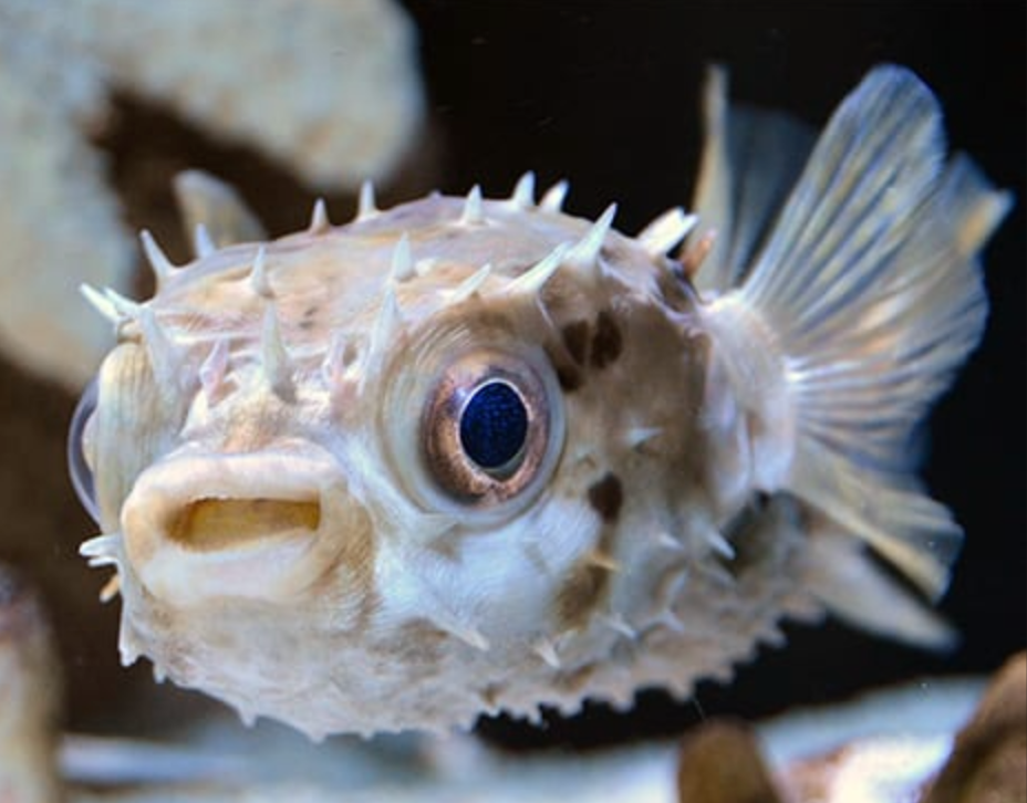 (SPECIAL ORDER) Burr Puffer (EXPERT ONLY)